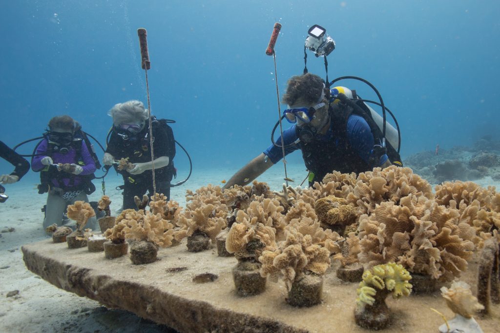 Szansa dla raf koralowych
