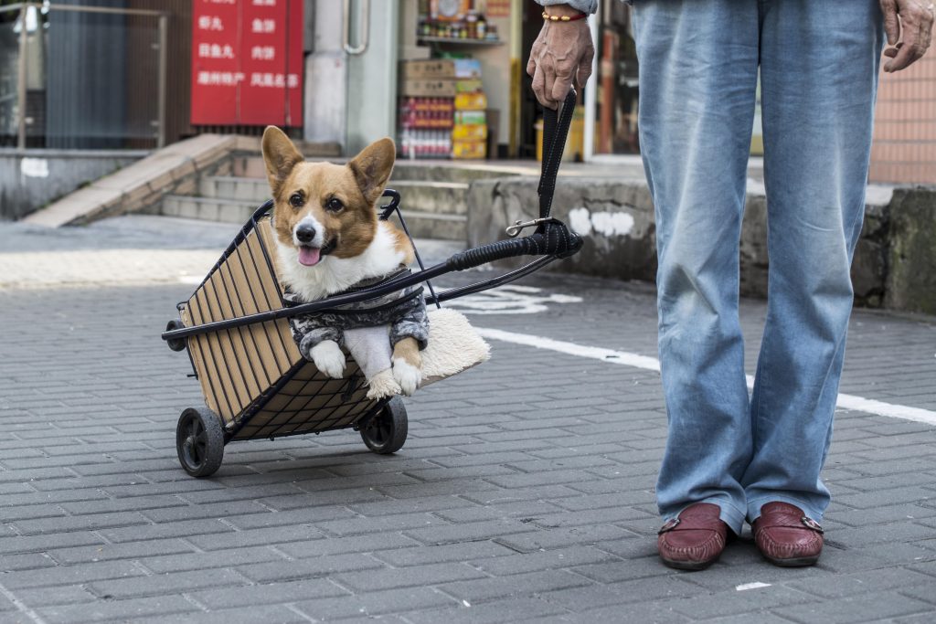 Od akupunktury po kremację psów – chińska branża opieki nad zwierzętami kwitnie
